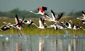 Bharatpur – A Bird Watcher’s Paradise, wonderful place to visit in November