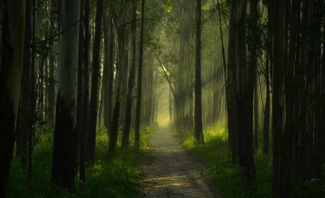 forest