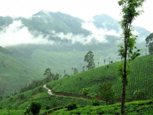 kuttikanam