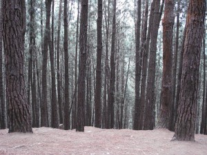 pineforest