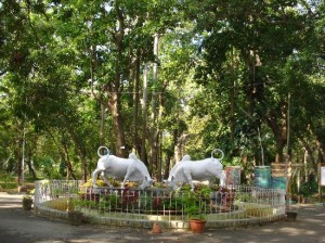 pondicherry-botanical