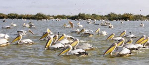 Kumarakom-Bird-Sanctuary