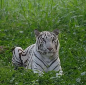 White Tiger in Mysore Zoo