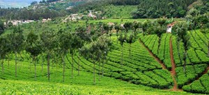 tea-gardens-coonoor