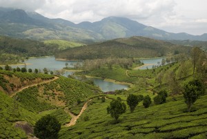 Tea gardens everywhere