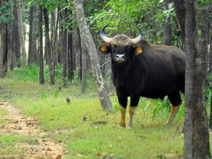 satpura