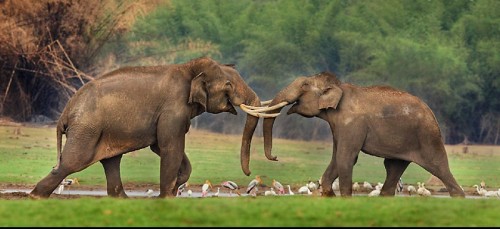 Kabani shores becomes home to Asian tuskers again