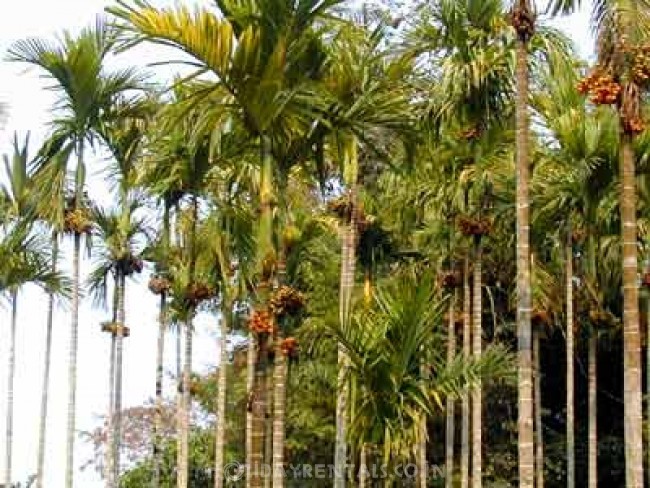 Puthussery Homestay, Munnar