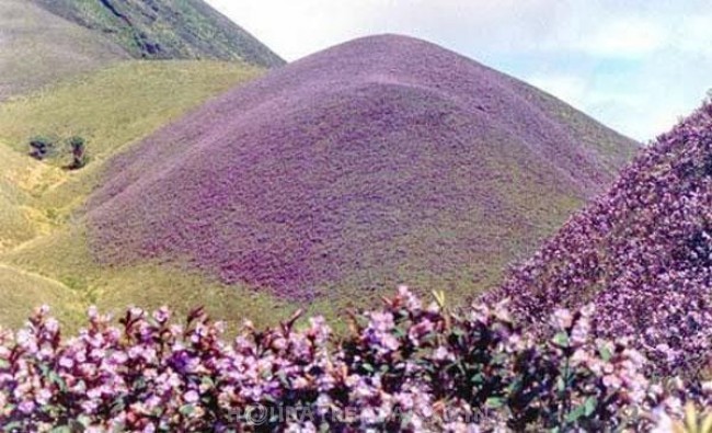 Puthussery Homestay, Munnar