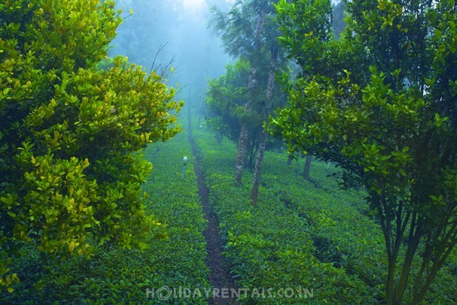 Tea Estate View Holiday Stay, Munnar