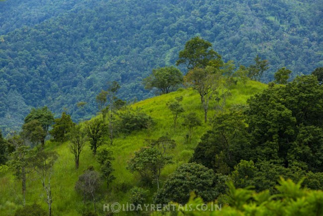 Tea Estate View Holiday Stay, Munnar