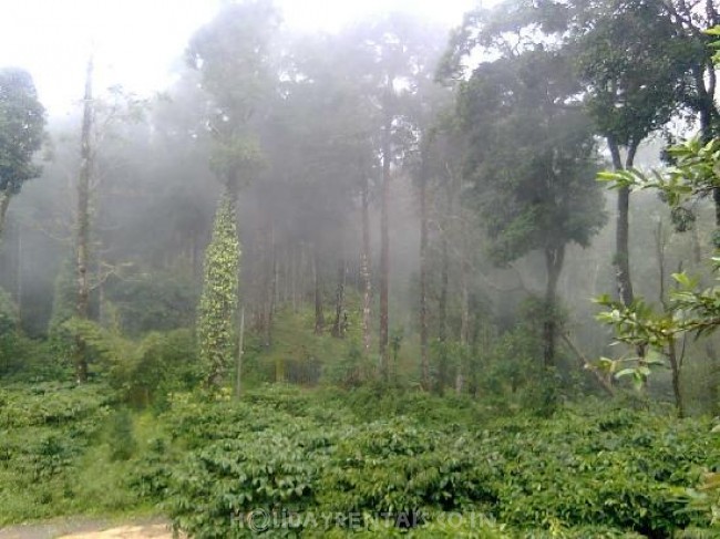 Cottage near Chembra peak, Wayanad