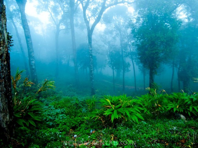 Farm Cottages and Cave house, Wayanad