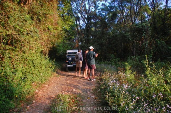 Gavi forest budget resort, Pathanamthitta