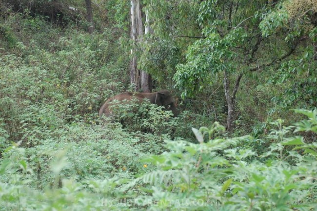 Gavi forest budget resort, Pathanamthitta