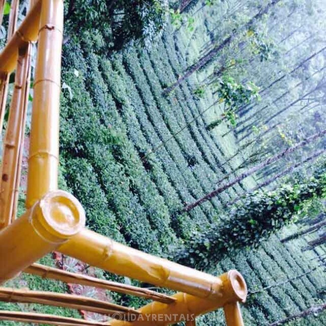 Jungle Treehouse, Munnar