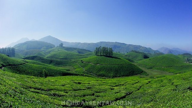 Hill Facing Cottages , Munnar