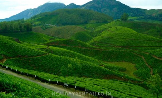 Home near National Park, Munnar