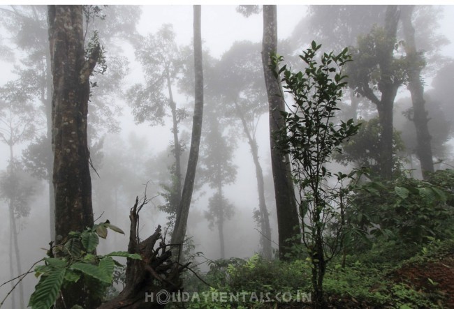 Jungle Resort Devala, Nilgiris