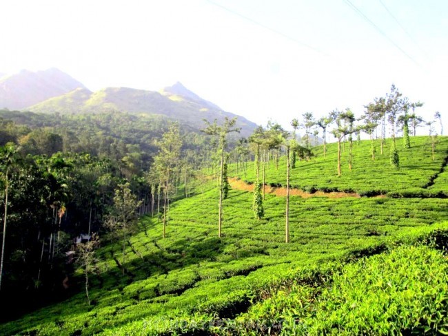 Holiday Cottages, Wayanad