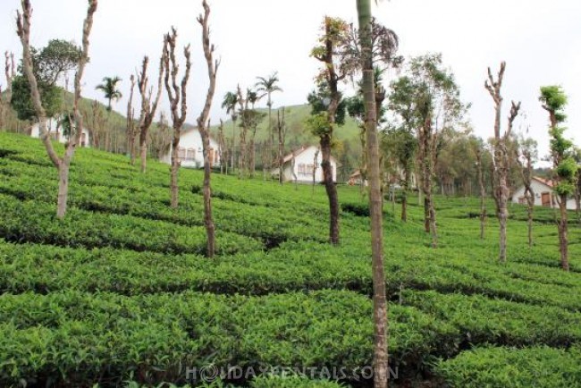 Tea Estate View Holiday Cottage, Wayanad