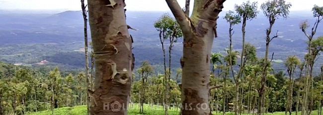 Tea Estate View Holiday Cottage, Wayanad