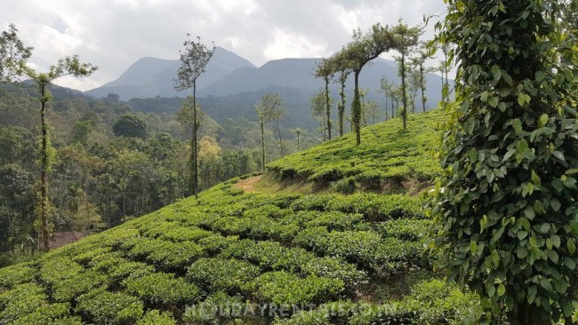 Hill View Holiday Stay, Wayanad