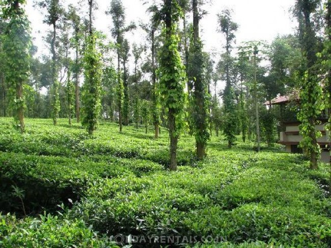 Eco Friendly Holiday Stay , Wayanad