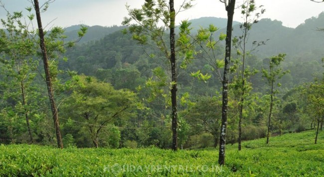 Tea Plantation View Stay, Wayanad