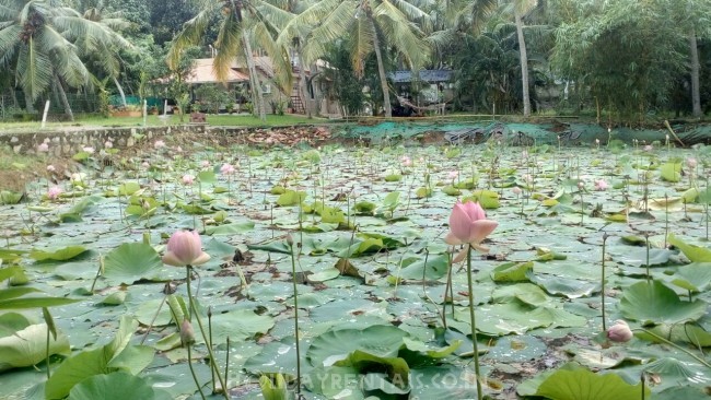 Vellayani lake facing Serviced Villa, Trivandrum