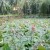Lotus flowers in the lake