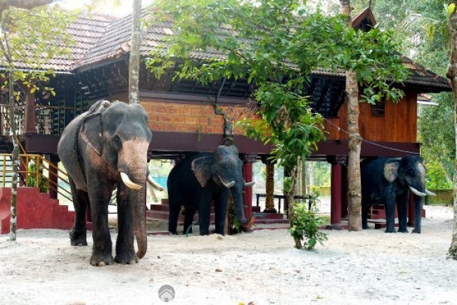 Wood Cottage Near Arthunkal Beach, Alleppey