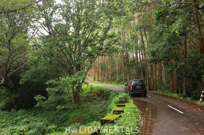 Forest View Stay, Idukki