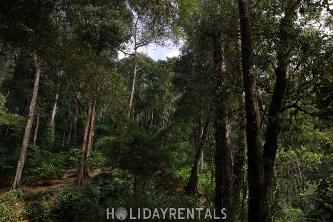 Eco Friendly Holiday Stay , Munnar