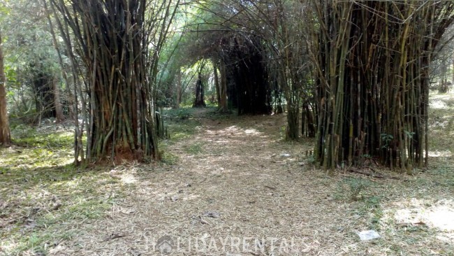 Forest Stay, Thrissur