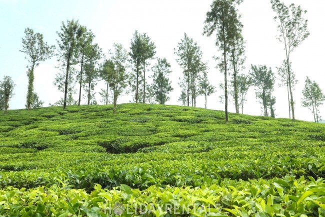 Tea Estate View Home, Wayanad