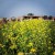 mustard fields