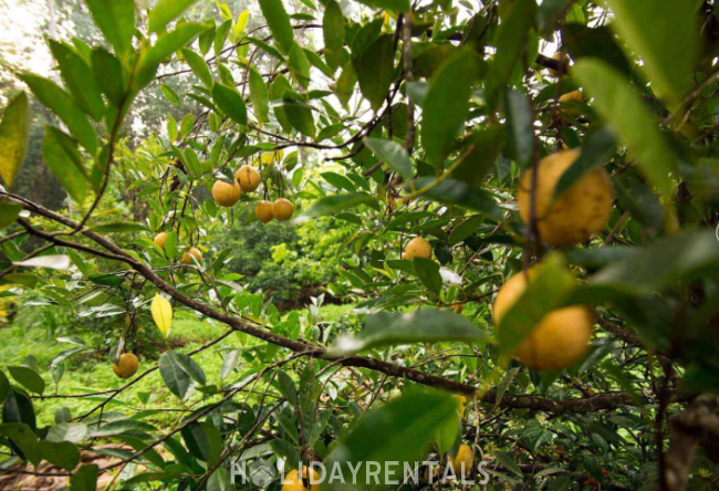 Eco Friendly Home, Idukki