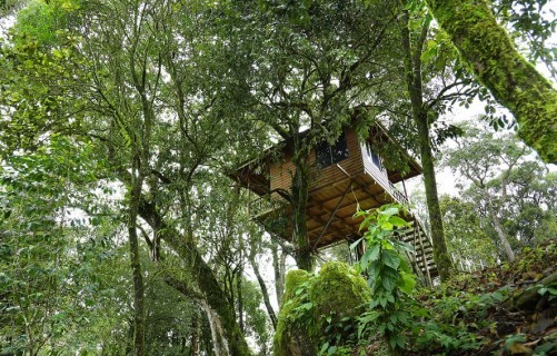 Nature Zone Jungle Resort, Munnar