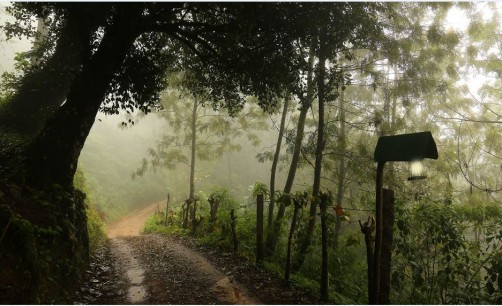 Nature Zone Jungle Resort, Munnar